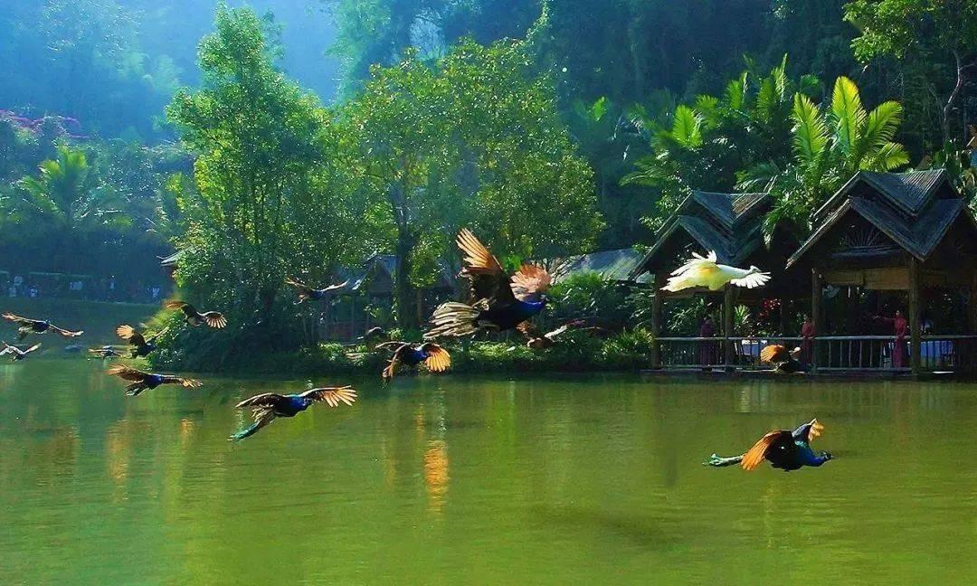 大眼蛙3